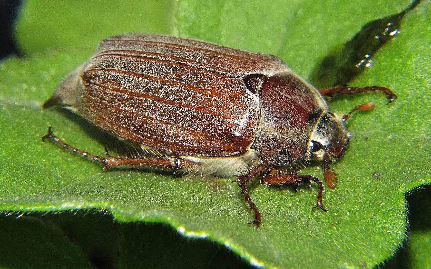 Un Maggiolino tutto matto